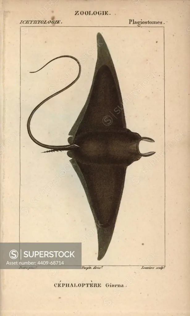 Devil fish or giant devil ray, Mobula mobular. Handcoloured copperplate stipple engraving from Jussieu's "Dictionnaire des Sciences Naturelles" 1816-1830. The volumes on fish and reptiles were edited by Hippolyte Cloquet, natural historian and doctor of medicine. Illustration by J.G. Pretre, engraved by Louviers, directed by Turpin, and published by F. G. Levrault. Jean Gabriel Pretre (1780~1845) was painter of natural history at Empress Josephine's zoo and later became artist to the Museum of Natural History.