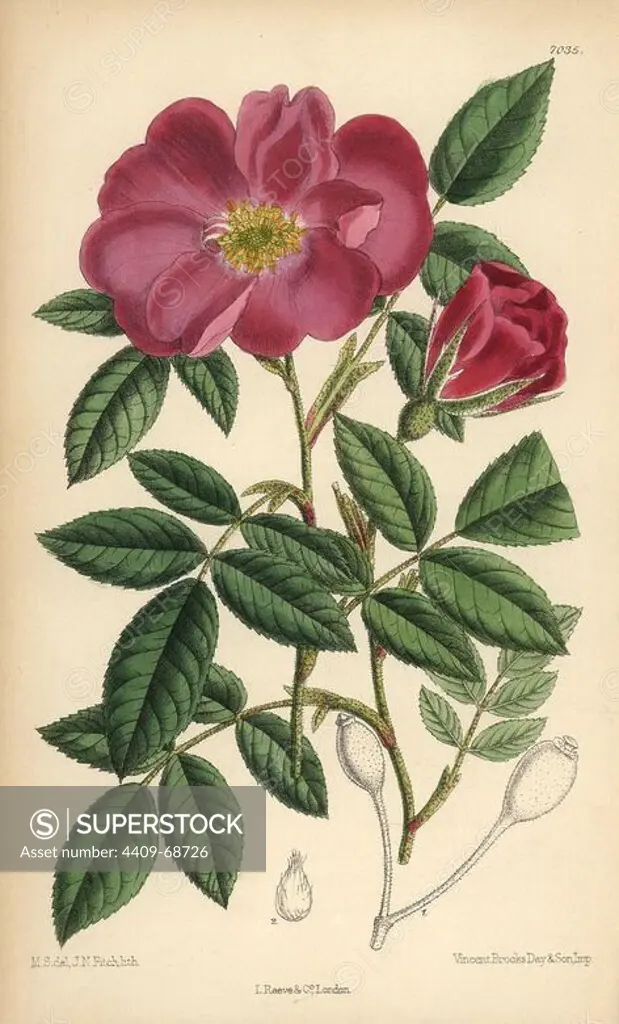 Rosa incarnata, carnation rose, native to France. Hand-coloured botanical illustration drawn by Matilda Smith and lithographed by J.N. Fitch from Joseph Dalton Hooker's "Curtis's Botanical Magazine," 1889, L. Reeve & Co. A second-cousin and pupil of Sir Joseph Dalton Hooker, Matilda Smith (1854-1926) was the main artist for the Botanical Magazine from 1887 until 1920 and contributed 2,300 illustrations.