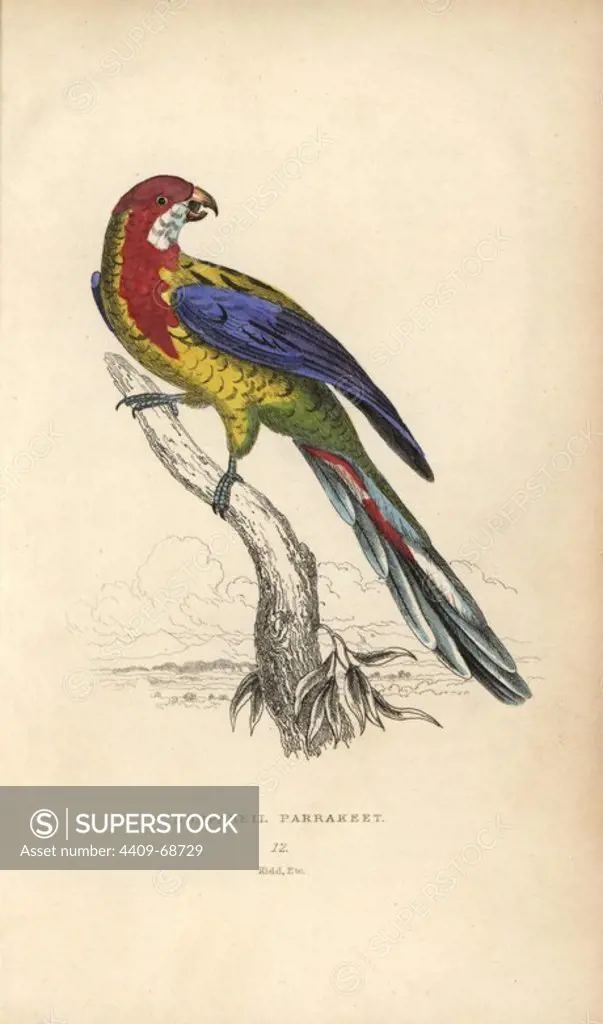 Eastern rosella, Platycercus exemius. Nonpareil parakeet, Psittacus exemius. Hand-coloured steel engraving by Joseph Kidd (after Levaillant) from Sir Thomas Dick Lauder and Captain Thomas Brown's "Miscellany of Natural History: Parrots," Edinburgh, 1833. The Miscellany was intended to be a multi-volume series, but was brought to an abrupt halt after only the second volume on cats when John Audubon complained about the unauthorized use of his illustrations.