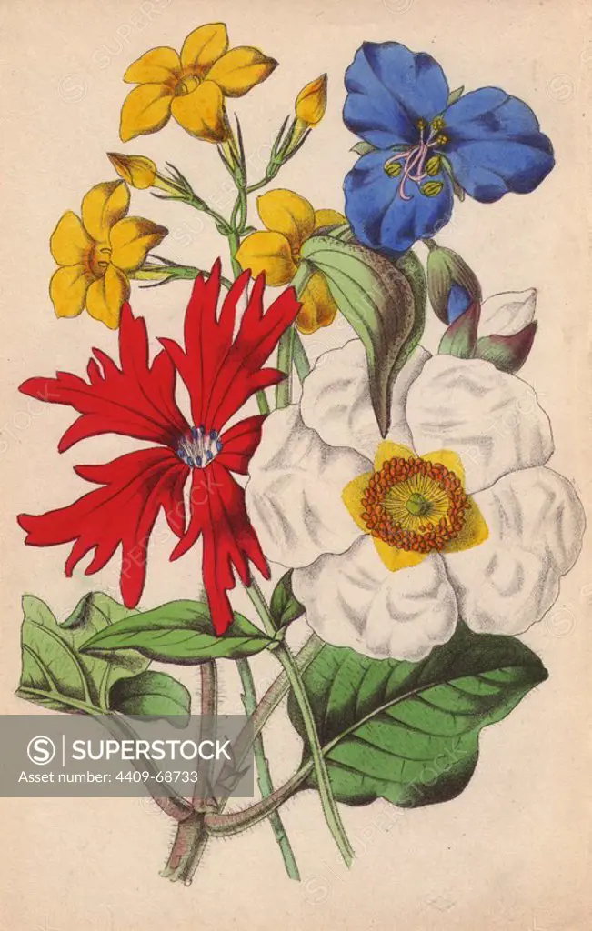 Cistus, rose campion, jasmine and commelina. Lithograph designed and coloured by James Andrews from Robert Tyas' "Flowers from Foreign Lands," London, 1853, Houlston and Stoneman. Little is known about the artist James Andrews (1801~1876) apart from his work. This gifted artist taught flower-painting to young ladies and published a treatise Lessons in Flower Painting in 1835. Blunt calls him "an illustrator of sentimental flower books," but admits that he was "very talented." His signature JA can be found in many botanical gift books for publisher Robert Tyas from The Sentiment of Flowers (1836) to Flowers from Foreign Lands (1853). He went on to illustrate Mrs. Lee's Trees, Plants and Flowers (1854), Edward Henderson's Illustrated Bouquet (1857~1864), and Rev. Honywood Dombrain's Floral Magazine (1862~1866). He also provided the illustrations for the gardening magazine The Florist, Fruitist and Garden Miscellany, which ran from 1848 to 1857.