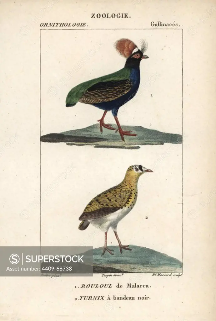 Crested partridge, Rollulus rouloul, and Madagascar plover, Charadrius thoracicus (vulnerable). Handcoloured copperplate stipple engraving from Dumont de Sainte-Croix's "Dictionary of Natural Science: Ornithology," Paris, France, 1816-1830. Illustration by J. G. Pretre, engraved by Madame Massard, directed by Pierre Jean-Francois Turpin, and published by F.G. Levrault. Jean Gabriel Pretre (1780~1845) was painter of natural history at Empress Josephine's zoo and later became artist to the Museum of Natural History. Turpin (1775-1840) is considered one of the greatest French botanical illustrators of the 19th century.