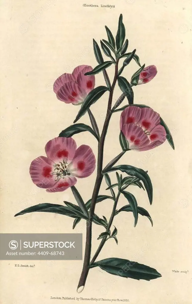 Purple flowered evening primrose, Oenothera lindleyi. Hand-colored illustration by Edwin Dalton Smith engraved by Watts from Charles McIntosh's "Flora and Pomona" 1829. McIntosh (1794-1864) was a Scottish gardener to European aristocracy and royalty, and author of many book on gardening. E.D. Smith was a botanical artist who drew for Robert Sweet, Benjamin Maund, etc.