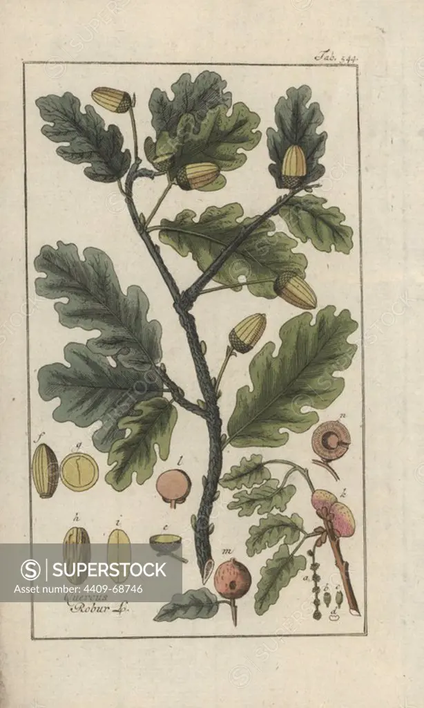 English oak tree, Quercus robur. Handcoloured copperplate botanical engraving from Johannes Zorn's "Afbeelding der Artseny-Gewassen," Jan Christiaan Sepp, Amsterdam, 1796. Zorn first published his illustrated medical botany in Nurnberg in 1780 with 500 plates, and a Dutch edition followed in 1796 published by J.C. Sepp with an additional 100 plates. Zorn (1739-1799) was a German pharmacist and botanist who collected medical plants from all over Europe for his "Icones plantarum medicinalium" for apothecaries and doctors.