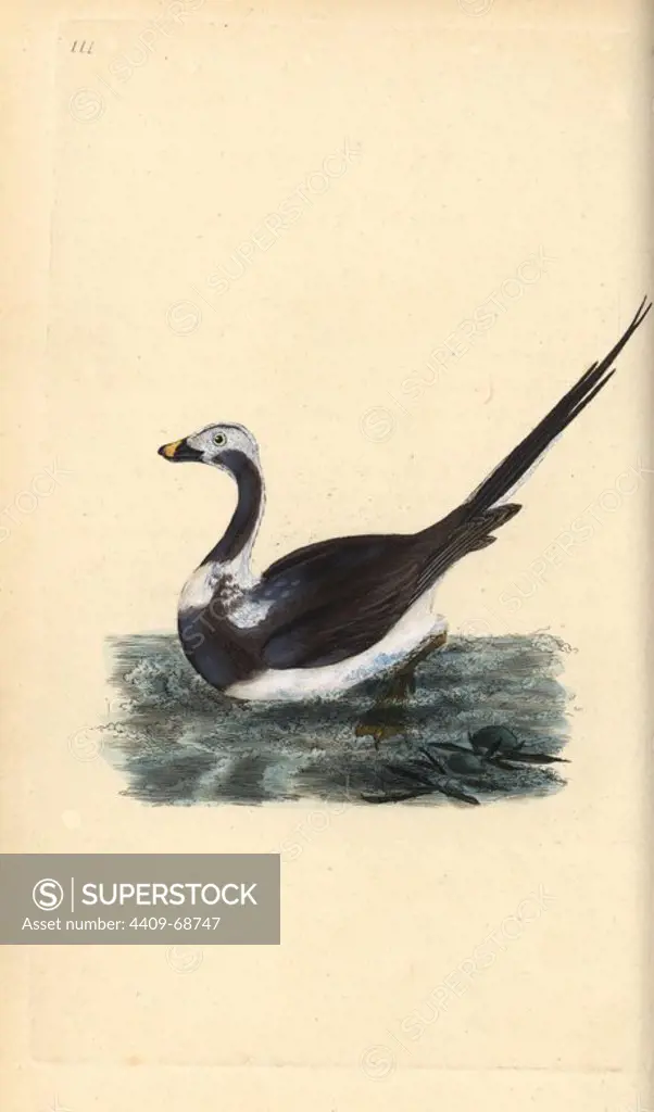 Long-tailed duck, Clangula hyemalis. Vulnerable. Handcoloured copperplate drawn and engraved by Edward Donovan from his own "Natural History of British Birds," London, 1794-1819. Edward Donovan (1768-1837) was an Anglo-Irish amateur zoologist, writer, artist and engraver. He wrote and illustrated a series of volumes on birds, fish, shells and insects, opened his own museum of natural history in London, but later he fell on hard times and died penniless.