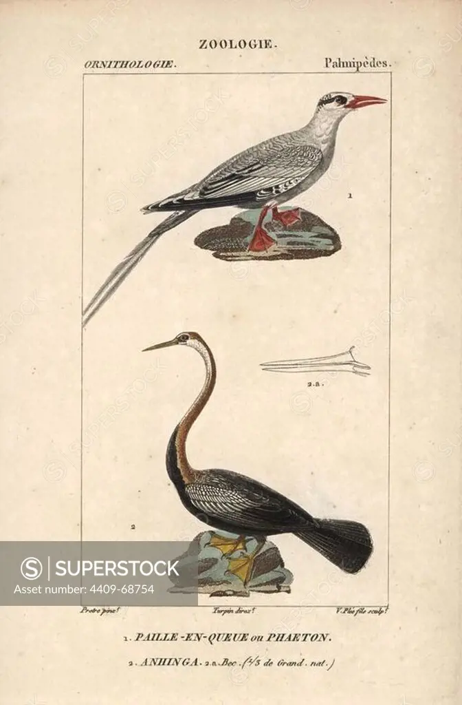 Red-billed tropicbird, Phaethon aethereus, and oriental or Indian Darter, Anhinga melanogaster. Handcoloured copperplate stipple engraving from Dumont de Sainte-Croix's "Dictionary of Natural Science: Ornithology," Paris, France, 1816-1830. Illustration by J. G. Pretre, engraved by V. Plee Jr., directed by Pierre Jean-Francois Turpin, and published by F.G. Levrault. Jean Gabriel Pretre (1780~1845) was painter of natural history at Empress Josephine's zoo and later became artist to the Museum of Natural History. Turpin (1775-1840) is considered one of the greatest French botanical illustrators of the 19th century.