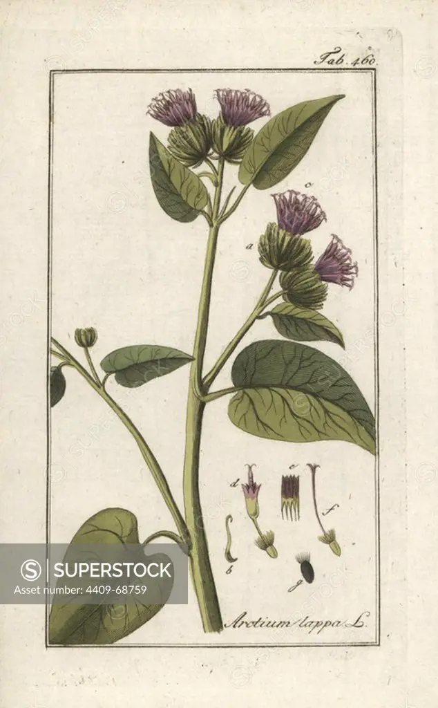 Greater burdock, Arctium lappa. Handcoloured copperplate botanical engraving from Johannes Zorn's "Afbeelding der Artseny-Gewassen," Jan Christiaan Sepp, Amsterdam, 1796. Zorn first published his illustrated medical botany in Nurnberg in 1780 with 500 plates, and a Dutch edition followed in 1796 published by J.C. Sepp with an additional 100 plates. Zorn (1739-1799) was a German pharmacist and botanist who collected medical plants from all over Europe for his "Icones plantarum medicinalium" for apothecaries and doctors.