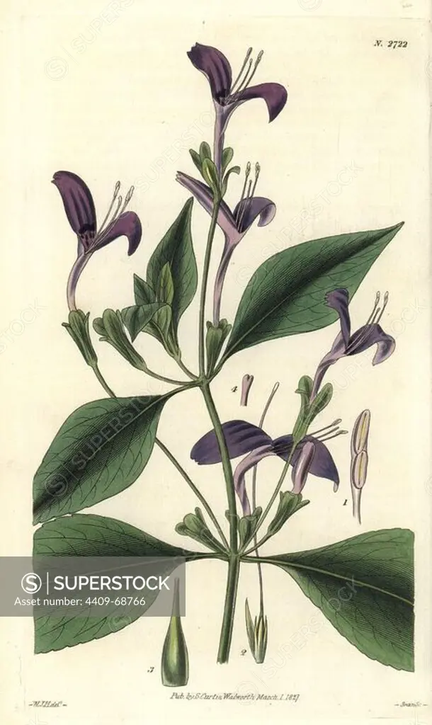 Justicia speciosa. Purple-flowered east-indian justicia from Bengal, India.. Illustration by WJ Hooker, engraved by Swan. Handcolored copperplate engraving from William Curtis's "The Botanical Magazine" 1827.. William Jackson Hooker (1785-1865) was an English botanist, writer and artist. He was Regius Professor of Botany at Glasgow University, and editor of Curtis' "Botanical Magazine" from 1827 to 1865. In 1841, he was appointed director of the Royal Botanic Gardens at Kew, and was succeeded by his son Joseph Dalton. Hooker documented the fern and orchid crazes that shook England in the mid-19th century in books such as "Species Filicum" (1846) and "A Century of Orchidaceous Plants" (1849). A gifted botanical artist himself, he wrote and illustrated "Flora Exotica" (1823) and several volumes of the "Botanical Magazine" after 1827.