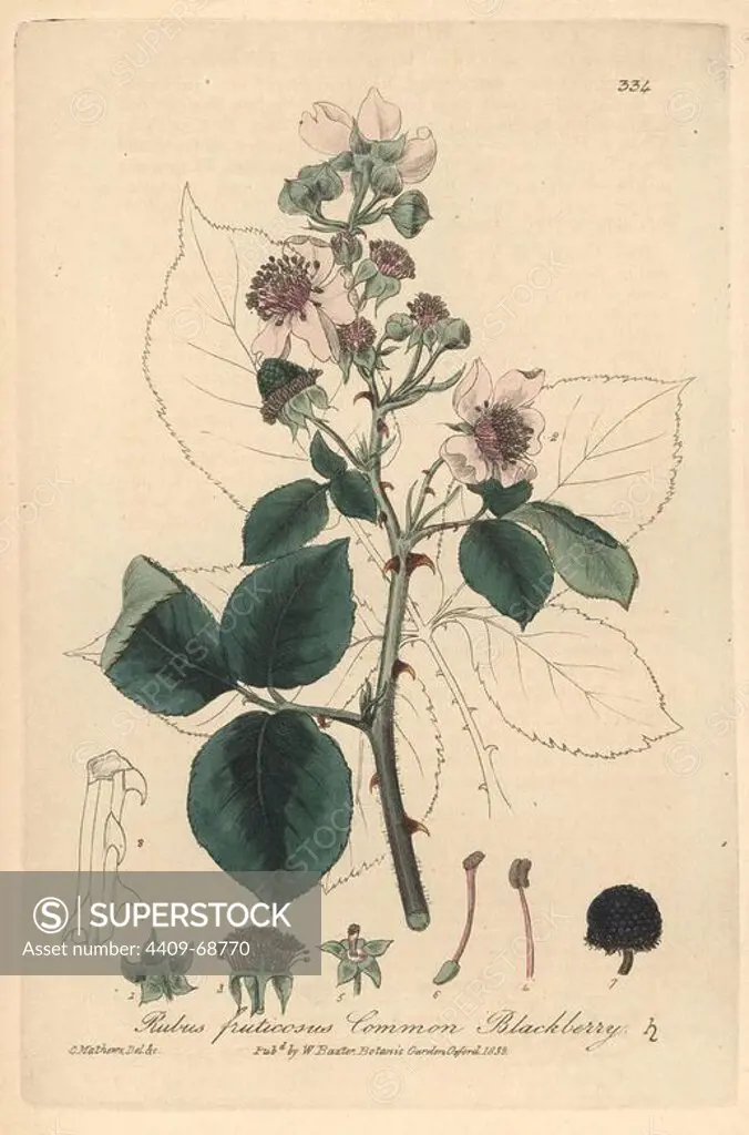 Common blackberry, Rubus fruticosus. Handcoloured copperplate drawn and engraved by Charles Mathews from William Baxter's "British Phaenogamous Botany," Oxford, 1839. Scotsman William Baxter (1788-1871) was the curator of the Oxford Botanic Garden from 1813 to 1854.