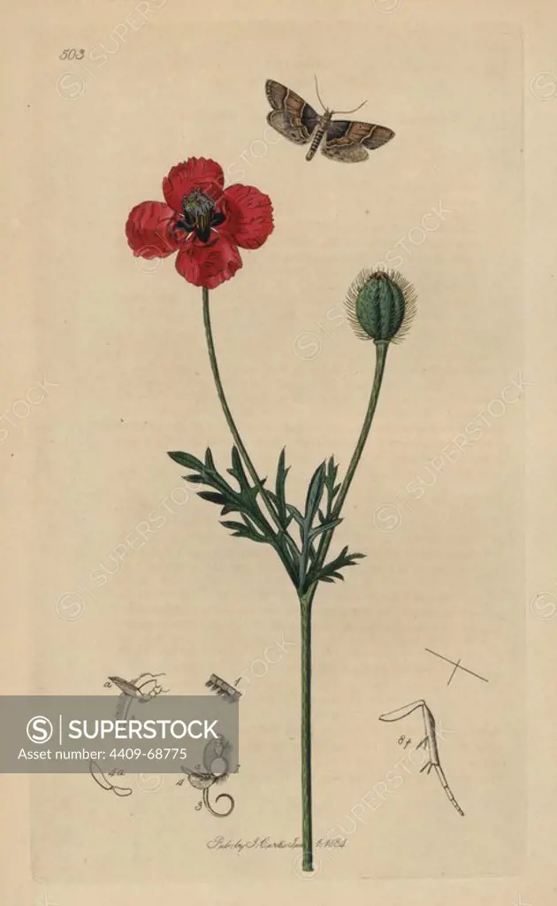 Asopia pictalis, Pyralis pictalis, Poplar Pyralis moth, with round rough-headed poppy, Papaver hybridum. Entomology, being Illustrations and Descriptions of the Genera of Insects found in Great Britain and Ireland," London, 1834. Curtis (17911862) was an entomologist, illustrator, engraver and publisher. "British Entomology" was published from 1824 to 1839, and comprised 770 illustrations of insects and the plants upon which they are found.