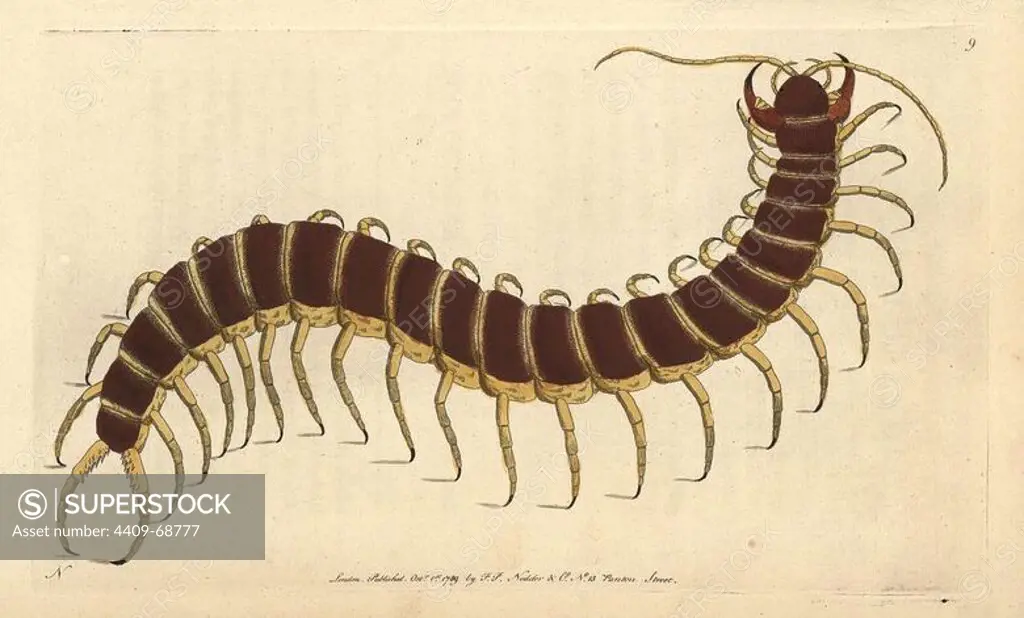 Great scolopendra or centipede. Scolopendra morsitans (Scolopendra gigantea). Illustration signed by N (Frederick Nodder).. Handcolored copperplate engraving from George Shaw and Frederick Nodder's "Naturalist's Miscellany" (1790).. Frederick Polydore Nodder (1751~1801) was a gifted natural history artist and engraver. Nodder honed his draftsmanship working on Captain Cook and Joseph Banks' Florilegium and engraving Sydney Parkinson's sketches of Australian plants. He was made "botanic painter to her majesty" Queen Charlotte in 1785. Nodder also drew the botanical studies in Thomas Martyn's Flora Rustica (1792) and 38 Plates (1799). Most of the 1,064 illustrations of animals, birds, insects, crustaceans, fishes, marine life and microscopic creatures for the Naturalist's Miscellany were drawn, engraved and published by Frederick Nodder's family. Frederick himself drew and engraved many of the copperplates until his death. His wife Elizabeth is credited as publisher on the volumes after
