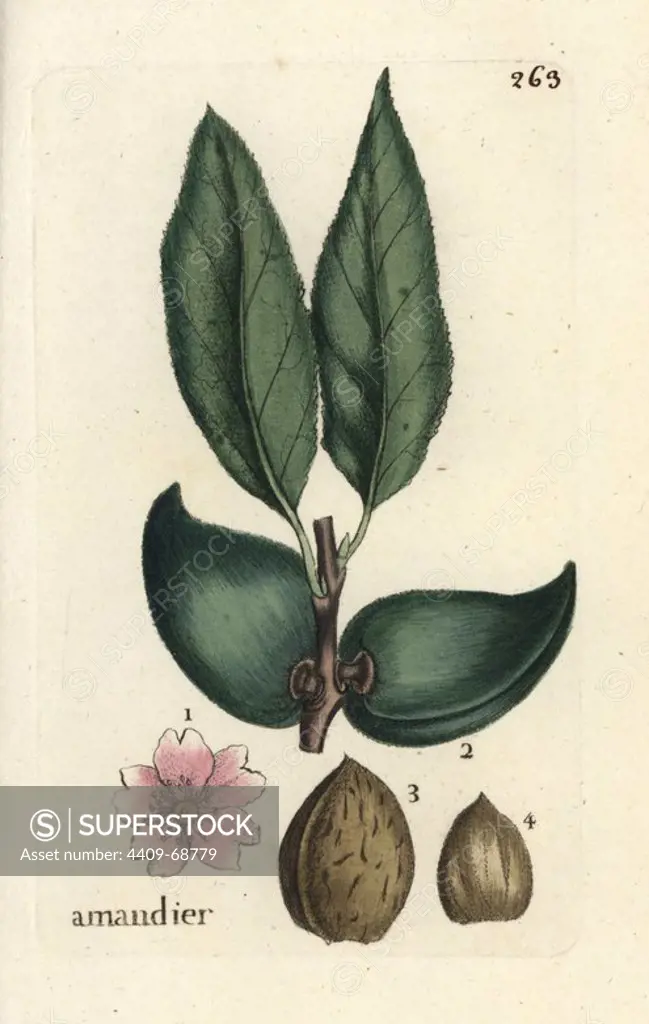 Almond, Amygdalus communis. Handcoloured botanical drawn and engraved by Pierre Bulliard from his own "Flora Parisiensis," 1776, Paris, P. F. Didot. Pierre Bulliard (1752-1793) was a famous French botanist who pioneered the three-colour-plate printing technique. His introduction to the flowers of Paris included 640 plants.