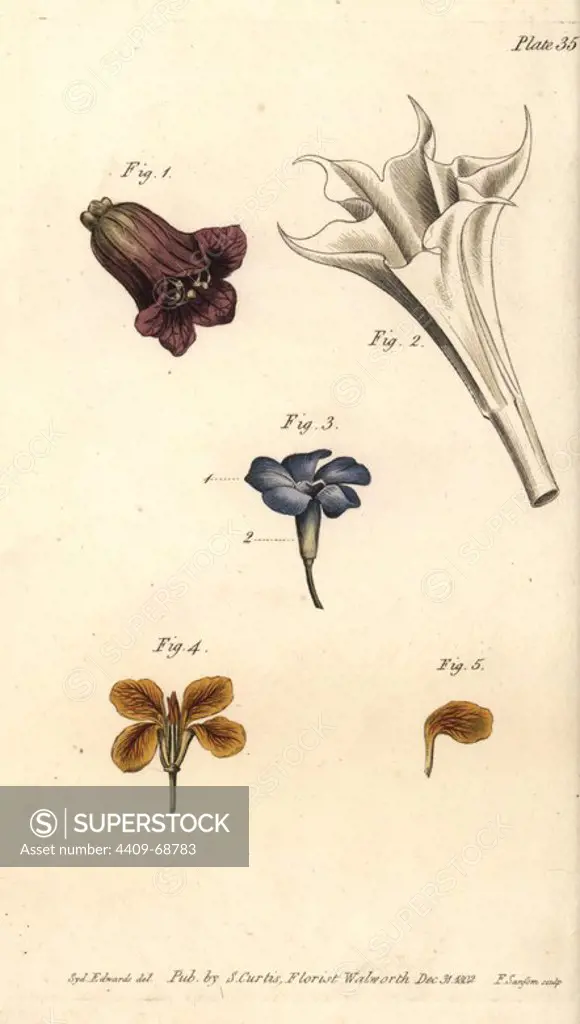 Corolla examples: deadly nightshade Atropa belladonna, thorn apple Datura stramonium, periwinkle Vinca major and wallflower Erysimum cheiri. Handcoloured copperplate engraving of a botanical illustration by Sydenham Edwards for William Curtis's "Lectures on Botany, as delivered in the Botanic Garden at Lambeth," 1805. Edwards (1768-1819) was the artist of thousands of botanical plates for Curtis' "Botanical Magazine" and his own "Botanical Register.".