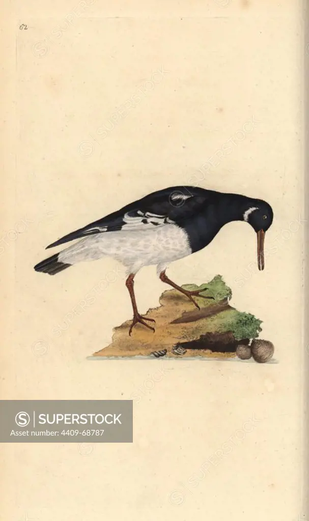 Eurasian oystercatcher, Haematopus ostralegus. Handcoloured copperplate drawn and engraved by Edward Donovan from his own "Natural History of British Birds," London, 1794-1819. Edward Donovan (1768-1837) was an Anglo-Irish amateur zoologist, writer, artist and engraver. He wrote and illustrated a series of volumes on birds, fish, shells and insects, opened his own museum of natural history in London, but later he fell on hard times and died penniless.