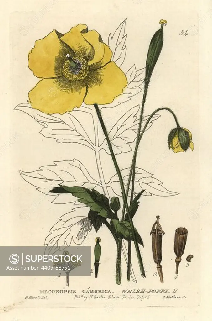Welsh poppy, Meconopsis cambrica. Handcoloured copperplate engraving from a drawing by G. Havell from William Baxter's "British Phaenogamous Botany" 1834. Scotsman William Baxter (1788-1871) was the curator of the Oxford Botanic Garden from 1813 to 1854.