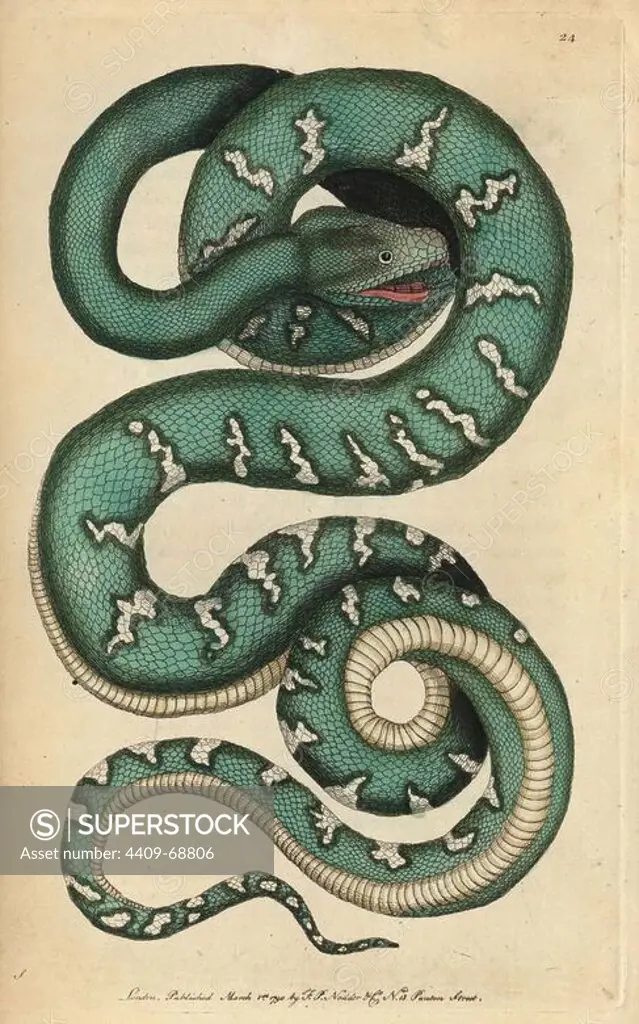 Canine boa, dog-headed snake or emerald tree snake. Corallus canina (Boa canina). "The figure of this snake in Seba's Museum is so well executed, both to posture and accuracy, that is was thought better to copy it than attempt a new one.". Illustration signed S (George Shaw).. Handcolored copperplate engraving from George Shaw and Frederick Nodder's "The Naturalist's Miscellany" 1790.. Frederick Polydore Nodder (1751~1801) was a gifted natural history artist and engraver. Nodder honed his draftsmanship working on Captain Cook and Joseph Banks' Florilegium and engraving Sydney Parkinson's sketches of Australian plants. He was made "botanic painter to her majesty" Queen Charlotte in 1785. Nodder also drew the botanical studies in Thomas Martyn's Flora Rustica (1792) and 38 Plates (1799). Most of the 1,064 illustrations of animals, birds, insects, crustaceans, fishes, marine life and microscopic creatures for the Naturalist's Miscellany were drawn, engraved and published by Frederick Nod