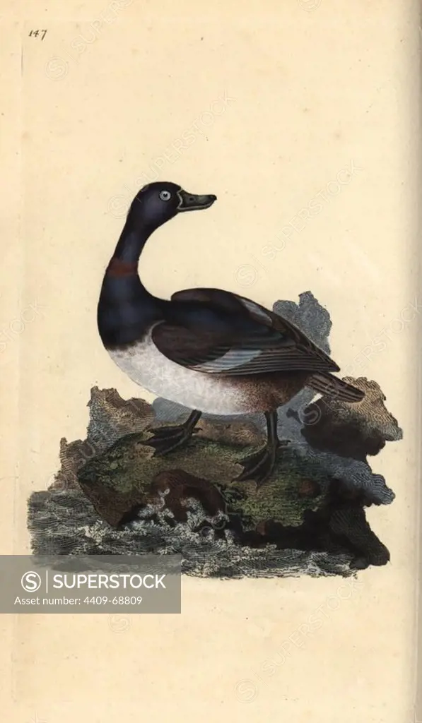 Ring-necked duck, Aythya collaris. Handcoloured copperplate drawn and engraved by Edward Donovan from his own "Natural History of British Birds," London, 1794-1819. Edward Donovan (1768-1837) was an Anglo-Irish amateur zoologist, writer, artist and engraver. He wrote and illustrated a series of volumes on birds, fish, shells and insects, opened his own museum of natural history in London, but later he fell on hard times and died penniless.