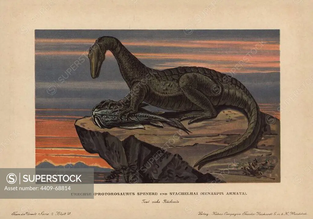 Protorosaurus speneri, a lizard-like reptile, and Menaspis armata, an extinct genus of holocephalian cartilaginous fish. Both from the Permian. Colour printed (chromolithograph) illustration by F. John from "Tiere der Urwelt" Animals of the Prehistoric World, 1910, Hamburg. From a series of prehistoric creature cards published by the Reichardt Cocoa company.
