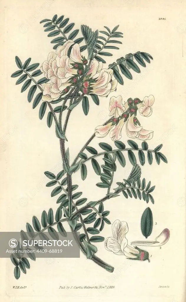 Silver-leaved vetch, Vicia argentea. Illustration drawn by William Jackson Hooker, engraved by Swan. Handcolored copperplate engraving from William Curtis's "The Botanical Magazine," Samuel Curtis, 1829. Hooker (1785-1865) was an English botanist, writer and artist. He was Regius Professor of Botany at Glasgow University, and editor of Curtis' "Botanical Magazine" from 1827 to 1865. In 1841, he was appointed director of the Royal Botanic Gardens at Kew, and was succeeded by his son Joseph Dalton. Hooker documented the fern and orchid crazes that shook England in the mid-19th century in books such as "Species Filicum" (1846) and "A Century of Orchidaceous Plants" (1849). A gifted botanical artist himself, he wrote and illustrated "Flora Exotica" (1823) and several volumes of the "Botanical Magazine" after 1827.