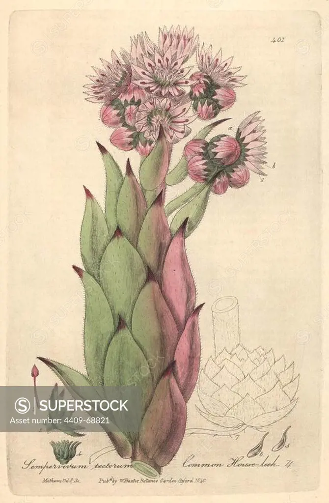 Common houseleek, Sempervivum tectorum. Handcoloured copperplate drawn and engraved by Charles Mathews from William Baxter's "British Phaenogamous Botany," Oxford, 1840. Scotsman William Baxter (1788-1871) was the curator of the Oxford Botanic Garden from 1813 to 1854.