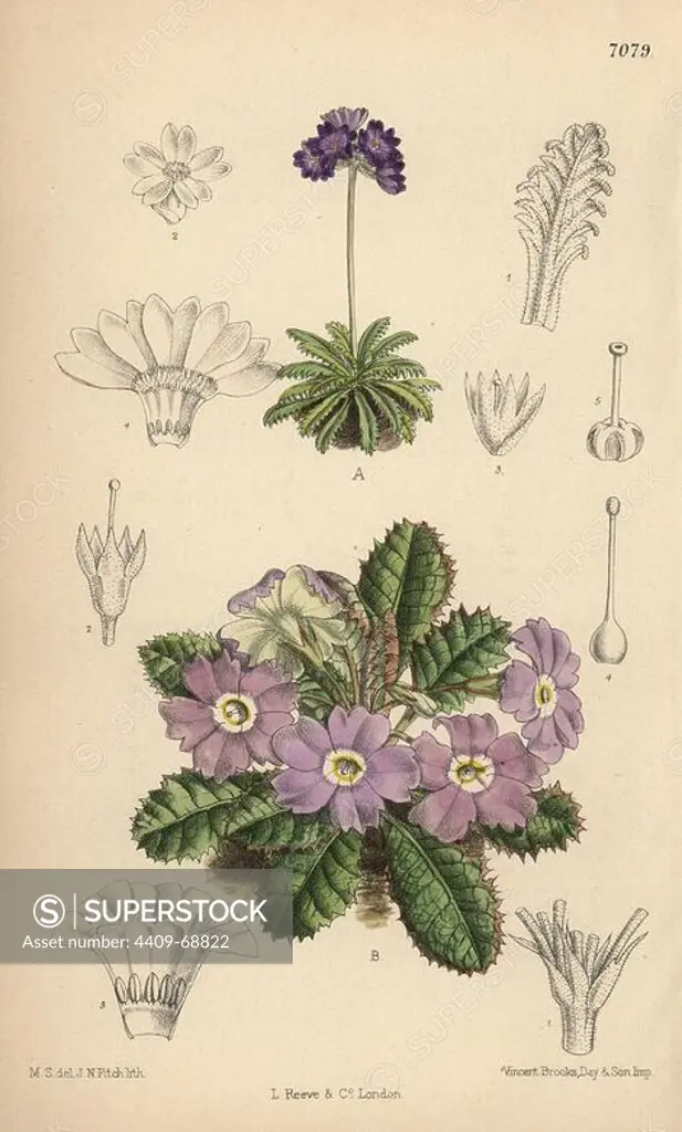 Primula pusilla and Primula petiolaris var. nana, primroses from the Himalayas. Hand-coloured botanical illustration drawn by Matilda Smith and lithographed by John Nugent Fitch from Joseph Dalton Hooker's "Curtis's Botanical Magazine," 1889, L. Reeve & Co. A second-cousin and pupil of Sir Joseph Dalton Hooker, Matilda Smith (1854-1926) was the main artist for the Botanical Magazine from 1887 until 1920 and contributed 2,300 illustrations.