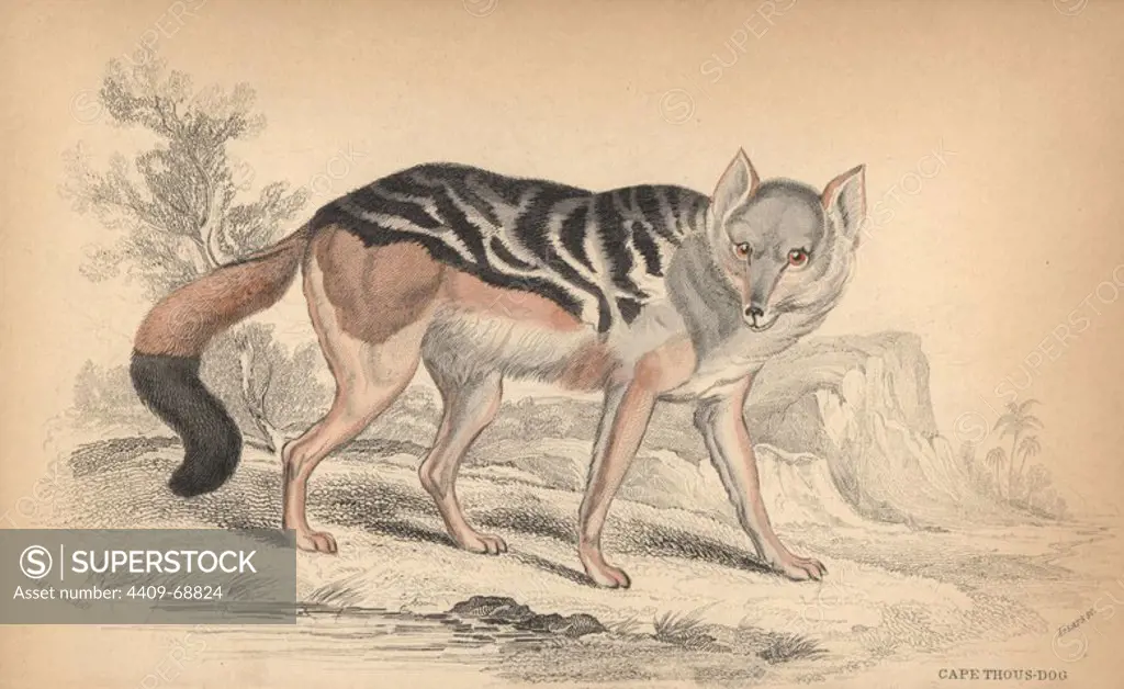 Black-backed jackal, Canis mesomelas. Handcoloured engraving on steel by William Lizars from a drawing by Colonel Charles Hamilton Smith from Sir William Jardine's "Naturalist's Library: Dogs" published by W. H. Lizars, Edinburgh, 1839.