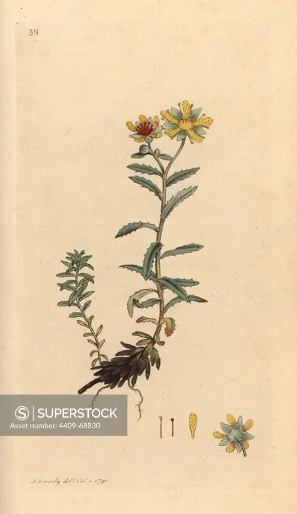 Yellow mountain saxifrage, Saxifraga aizoides. Handcoloured copperplate engraving from a drawing by James Sowerby for Smith's "English Botany," London, 1791. Sowerby was a tireless illustrator of natural history books and illustrated books on botany, mycology, conchology and geology.