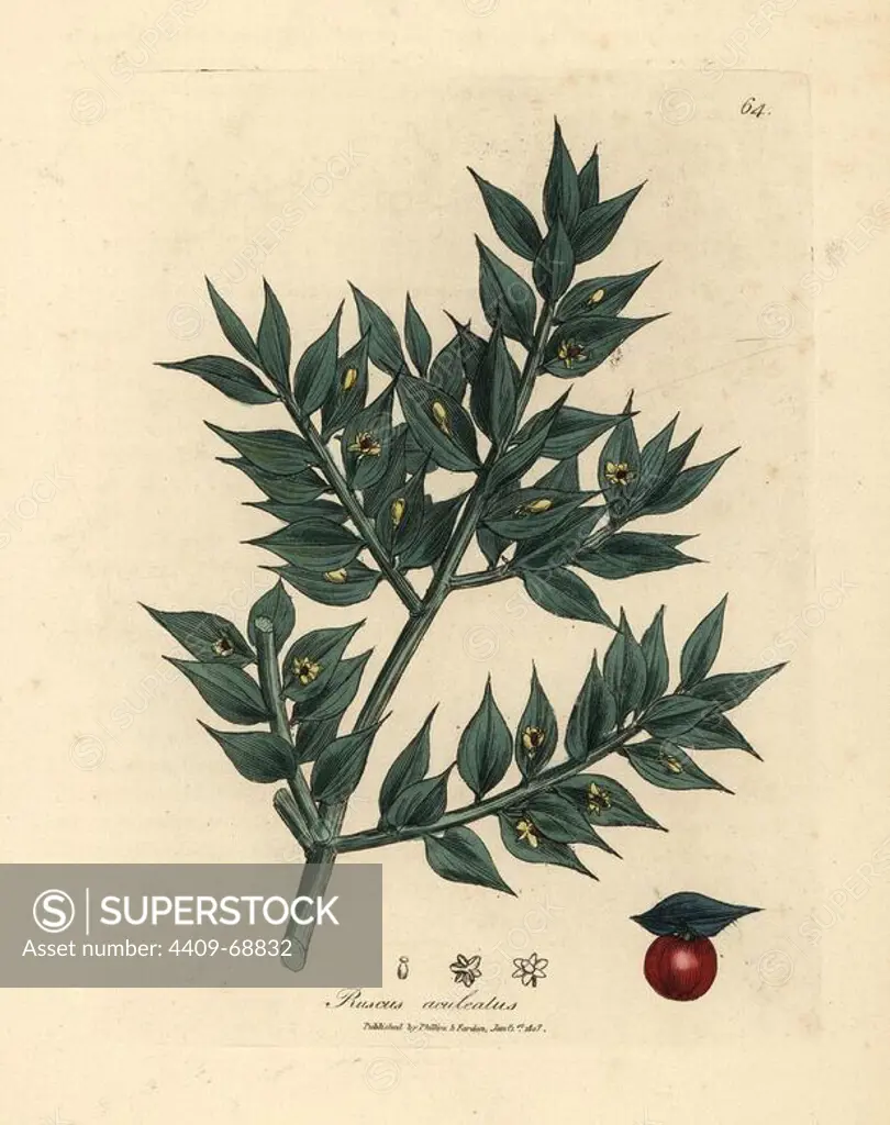 Green flowered butcher's broom with red berry, Ruscus aculeatus. Handcolored copperplate engraving from a botanical illustration by James Sowerby from William Woodville and Sir William Jackson Hooker's "Medical Botany" 1832. The tireless Sowerby (1757-1822) drew over 2,500 plants for Smith's mammoth "English Botany" (1790-1814) and 440 mushrooms for "Coloured Figures of English Fungi " (1797) among many other works.