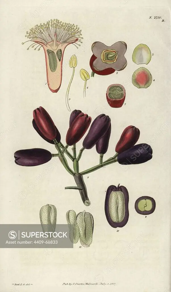 Caryophyllus aromaticus or Syzygium aromaticum. Clove spice, showing flower sections, petals, stamen, germen, fruit, berry, and embryo.. Illustration by WJ Hooker, engraved by Swan. Handcolored copperplate engraving from William Curtis's "The Botanical Magazine" 1827.. William Jackson Hooker (1785-1865) was an English botanist, writer and artist. He was Regius Professor of Botany at Glasgow University, and editor of Curtis' "Botanical Magazine" from 1827 to 1865. In 1841, he was appointed director of the Royal Botanic Gardens at Kew, and was succeeded by his son Joseph Dalton. Hooker documented the fern and orchid crazes that shook England in the mid-19th century in books such as "Species Filicum" (1846) and "A Century of Orchidaceous Plants" (1849). A gifted botanical artist himself, he wrote and illustrated "Flora Exotica" (1823) and several volumes of the "Botanical Magazine" after 1827.