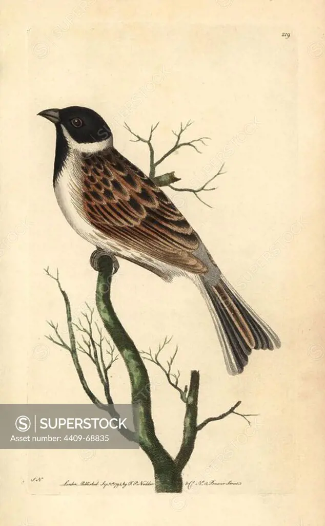 Reed bunting, Emberiza schoeniclus. Illustration signed SN (George Shaw and Frederick Nodder).. Handcolored copperplate engraving from George Shaw and Frederick Nodder's "The Naturalist's Miscellany" 1795.. Frederick Polydore Nodder (1751~1801) was a gifted natural history artist and engraver. Nodder honed his draftsmanship working on Captain Cook and Joseph Banks' Florilegium and engraving Sydney Parkinson's sketches of Australian plants. He was made "botanic painter to her majesty" Queen Charlotte in 1785. Nodder also drew the botanical studies in Thomas Martyn's Flora Rustica (1792) and 38 Plates (1799). Most of the 1,064 illustrations of animals, birds, insects, crustaceans, fishes, marine life and microscopic creatures for the Naturalist's Miscellany were drawn, engraved and published by Frederick Nodder's family. Frederick himself drew and engraved many of the copperplates until his death. His wife Elizabeth is credited as publisher on the volumes after 1801. Their son Richard P