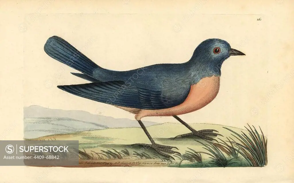 Eastern bluebird, Sialis sialis. Illustration signed RN (Richard Nodder). Handcolored copperplate engraving from George Shaw and Frederick Nodder's "The Naturalist's Miscellany" 1796.. Frederick Polydore Nodder (1751~1801) was a gifted natural history artist and engraver. Nodder honed his draftsmanship working on Captain Cook and Joseph Banks' Florilegium and engraving Sydney Parkinson's sketches of Australian plants. He was made "botanic painter to her majesty" Queen Charlotte in 1785. Nodder also drew the botanical studies in Thomas Martyn's Flora Rustica (1792) and 38 Plates (1799). Most of the 1,064 illustrations of animals, birds, insects, crustaceans, fishes, marine life and microscopic creatures for the Naturalist's Miscellany were drawn, engraved and published by Frederick Nodder's family. Frederick himself drew and engraved many of the copperplates until his death. His wife Elizabeth is credited as publisher on the volumes after 1801. Their son Richard Polydore (1774~1823) wa