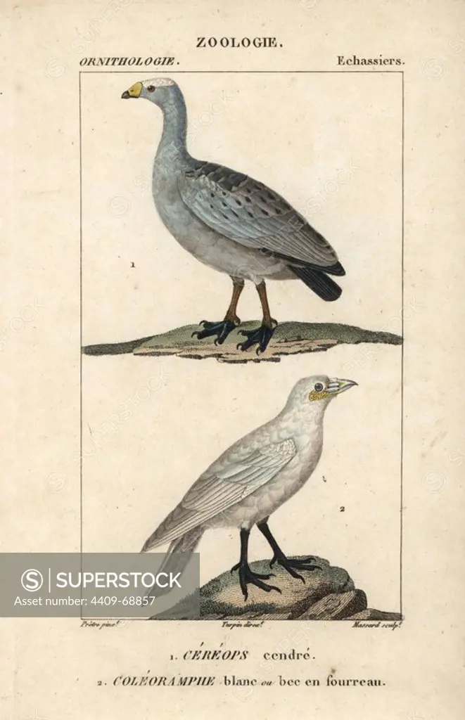 Cape Barren goose, Cereopsis novaehollandiae, and snowy sheathbill, Chionis albus. Handcoloured copperplate stipple engraving from Dumont de Sainte-Croix's "Dictionary of Natural Science: Ornithology," Paris, France, 1816-1830. Illustration by J. G. Pretre, engraved by Massard, directed by Pierre Jean-Francois Turpin, and published by F.G. Levrault. Jean Gabriel Pretre (1780~1845) was painter of natural history at Empress Josephine's zoo and later became artist to the Museum of Natural History. Turpin (1775-1840) is considered one of the greatest French botanical illustrators of the 19th century.