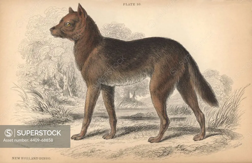Australian dingo, Canis lupus dingo. Handcoloured engraving on steel by William Lizars from a drawing by Colonel Charles Hamilton Smith from Sir William Jardine's "Naturalist's Library: Dogs" published by W. H. Lizars, Edinburgh, 1839.