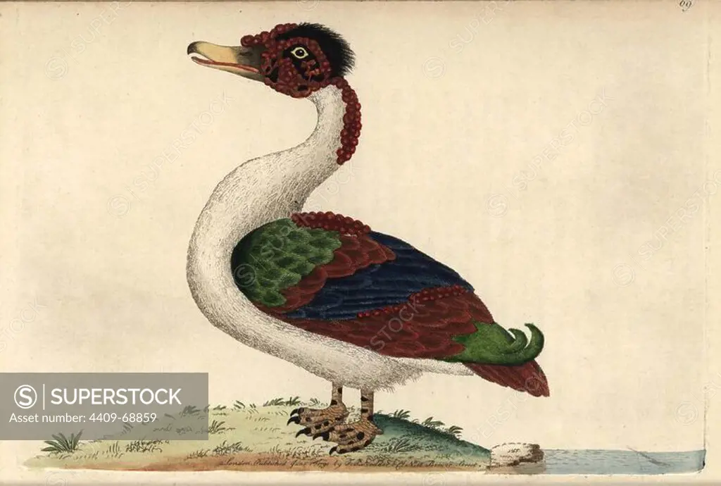 Merian duck. Anas merianae. A hybrid between the Muscovy duck Cairina moschata and the domestic mallard Anas platyrhynchos.. Illustration copied from drawing by Maria Sibylla Merian.. Handcolored copperplate engraving from George Shaw and Frederick Nodder's "The Naturalist's Miscellany" 1790.. Frederick Polydore Nodder (1751~1801) was a gifted natural history artist and engraver. Nodder honed his draftsmanship working on Captain Cook and Joseph Banks' Florilegium and engraving Sydney Parkinson's sketches of Australian plants. He was made "botanic painter to her majesty" Queen Charlotte in 1785. Nodder also drew the botanical studies in Thomas Martyn's Flora Rustica (1792) and 38 Plates (1799). Most of the 1,064 illustrations of animals, birds, insects, crustaceans, fishes, marine life and microscopic creatures for the Naturalist's Miscellany were drawn, engraved and published by Frederick Nodder's family. Frederick himself drew and engraved many of the copperplates until his death. Hi