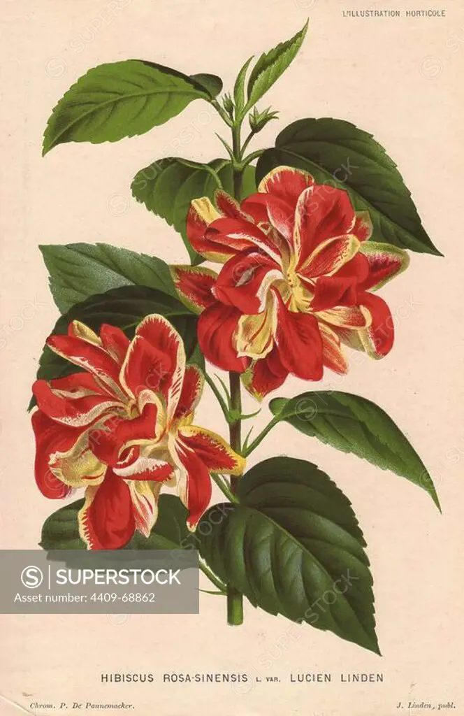 Crimson and yellow hybrid hibiscus. Hibiscus rosa-sinensis L. var. Lucien Linden. Hybrid hibiscus named for Jean Linden's son Lucien.. Illustration and lithograph by P. de Pannemaeker of Ghent, from Jean Linden's "L'Illustration Horticole" 1880s.