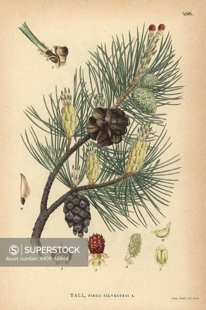 Scots pine tree, Pinus sylvestris. Chromolithograph from Carl Lindman's "Bilder ur Nordens Flora" (Pictures of Northern Flora), Stockholm, Wahlstrom & Widstrand, 1905. Lindman (1856-1928) was Professor of Botany at the Swedish Museum of Natural History (Naturhistoriska Riksmuseet). The chromolithographs were based on Johan Wilhelm Palmstruch's "Svensk botanik," 1802-1843.