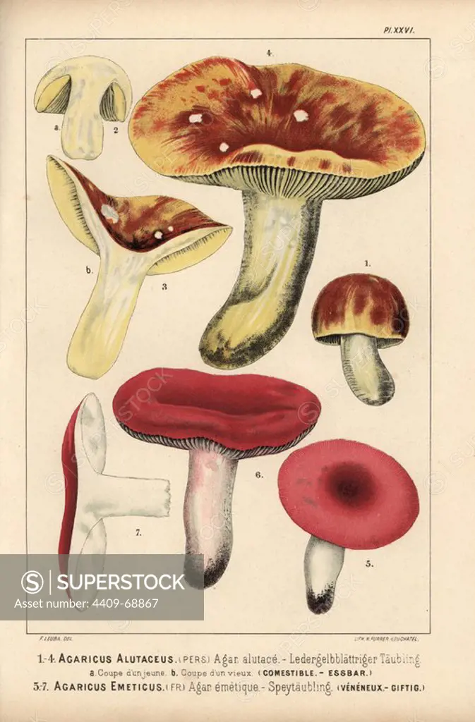 Yellow-gilled russula, Russula alutacea, Agaricus alutaceus, agaric alutace, edible, and the sickener, Russula emetica, Agaricus emeticus, agaric emetique, poisonous. Chromolithograph by C. Krause of an illustration by Fritz Leuba from "Les champignons comestibles et les especes vénéneuses avec lesquelles ils pourraient etre confondus" (Edible mushrooms and the poisonous species they should not be confused with), Delachaux et Niestle, Neuchatel, Switzerland, 1890, lithographed by H. Furrer. Fritz Leuba (1848-1910) was a mycologist and artist from Neuchatel, Switzerland.