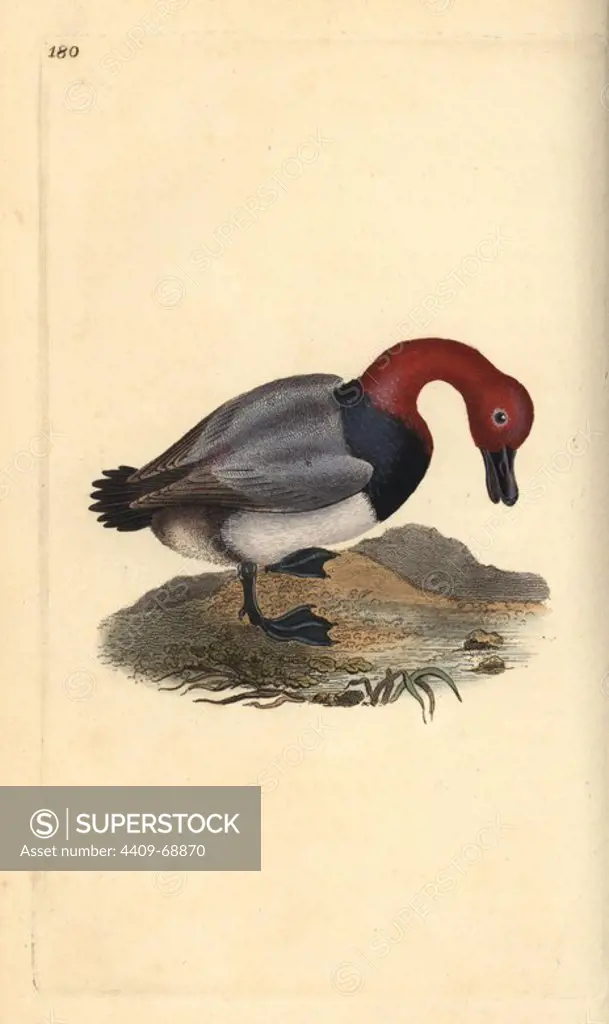 Common pochard or red-headed wigeon, Aythra ferina (male). Handcoloured copperplate drawn and engraved by Edward Donovan from his own "Natural History of British Birds," London, 1794-1819. Edward Donovan (1768-1837) was an Anglo-Irish amateur zoologist, writer, artist and engraver. He wrote and illustrated a series of volumes on birds, fish, shells and insects, opened his own museum of natural history in London, but later he fell on hard times and died penniless.