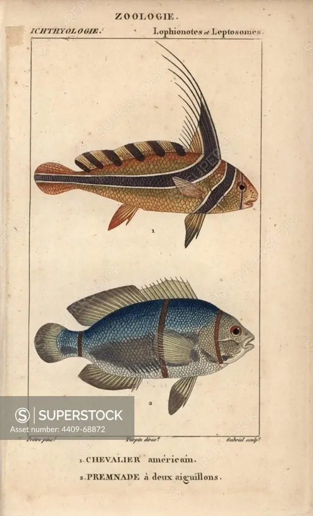 Jack-knifefish, Equetus lanceolatus, Eques americanus, Chevalier americain, and spinecheek anemonefish, Premnade a deux aiguillons, Premnas biaculeatus. Handcoloured copperplate stipple engraving from Jussieu's "Dictionnaire des Sciences Naturelles" 1816-1830. The volumes on fish and reptiles were edited by Hippolyte Cloquet, natural historian and doctor of medicine. Illustration by J.G. Pretre, engraved by Gabriel, directed by Turpin, and published by F. G. Levrault. Jean Gabriel Pretre (1780~1845) was painter of natural history at Empress Josephine's zoo and later became artist to the Museum of Natural History.