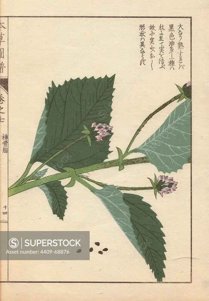 Leaves and pink flowers of Babchi, or scurf pea, Psoralea corylifolia L., used in Chinese medicine and Indian Ayurveda.. Colour-printed woodblock engraving by Kan'en Iwasaki from "Honzo Zufu," an Illustrated Guide to Medicinal Plants, 1884. Iwasaki (1786-1842) was a Japanese botanist, entomologist and zoologist. He was one of the first Japanese botanists to incorporate western knowledge into his studies.