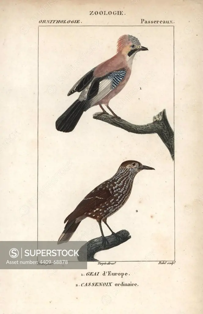 Eurasian jay, Garrulus glandarius, and spotted nutcracker, Nucifraga caryocatactes. Handcoloured copperplate stipple engraving from Dumont de Sainte-Croix's "Dictionary of Natural Science: Ornithology," Paris, France, 1816-1830. Illustration by J. G. Pretre, engraved by Rebel, directed by Pierre Jean-Francois Turpin, and published by F.G. Levrault. Jean Gabriel Pretre (1780~1845) was painter of natural history at Empress Josephine's zoo and later became artist to the Museum of Natural History. Turpin (1775-1840) is considered one of the greatest French botanical illustrators of the 19th century.