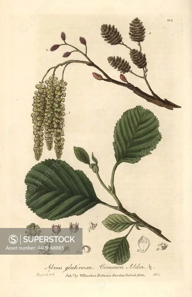 Common or black alder tree, Alnus glutinosa. Handcoloured copperplate engraving by J. Whessell from a drawing by Isaac Russell from William Baxter's "British Phaenogamous Botany" 1836. Scotsman William Baxter (1788-1871) was the curator of the Oxford Botanic Garden from 1813 to 1854.