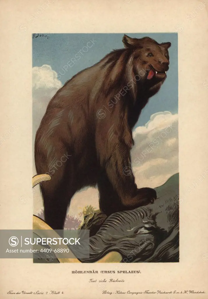 Cave bear, Ursus spelaeus, extinct species of bear from the Pleistocene, standing on a dead elephant. Colour printed (chromolithograph) illustration by F. John from "Tiere der Urwelt" Animals of the Prehistoric World, 1910, Hamburg. From a series of prehistoric creature cards published by the Reichardt Cocoa company.