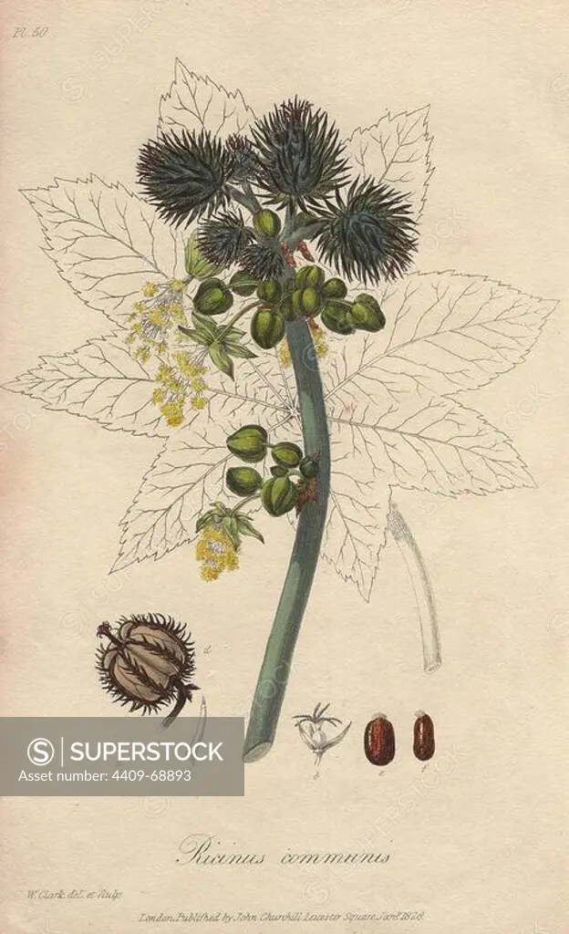 Castor oil plant, Ricinus communis. Handcoloured botanical illustration drawn and engraved on steel by William Clark from John Stephenson and James Morss Churchill's "Medical Botany: or Illustrations and descriptions of the medicinal plants of the London, Edinburgh, and Dublin pharmacopias," John Churchill, London, 1831. William Clark was former draughtsman to the London Horticultural Society and illustrated many botanical books in the 1820s and 1830s.