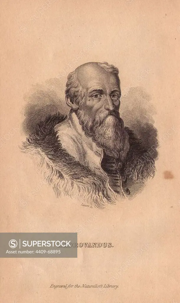Ulisse Aldrovandi or Aldrovandus (1522 1605), Italian naturalist and founder of Bologna's botanical garden.. Portrait engraved on steel by W.H. Lizars, from Sir William Jardine's "The Naturalist's Library" 1833, Edinburgh.