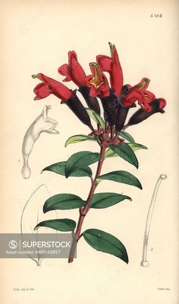 Lipstick plant, Aeschynanthus lobbianus. Hand-coloured botanical illustration drawn and lithographed by Walter Hood Fitch for Sir William Jackson Hooker's "Curtis's Botanical Magazine," London, Reeve Brothers, 1846. Fitch (1817~1892) was a tireless Scottish artist who drew over 2,700 lithographs for the "Botanical Magazine" starting from 1834.