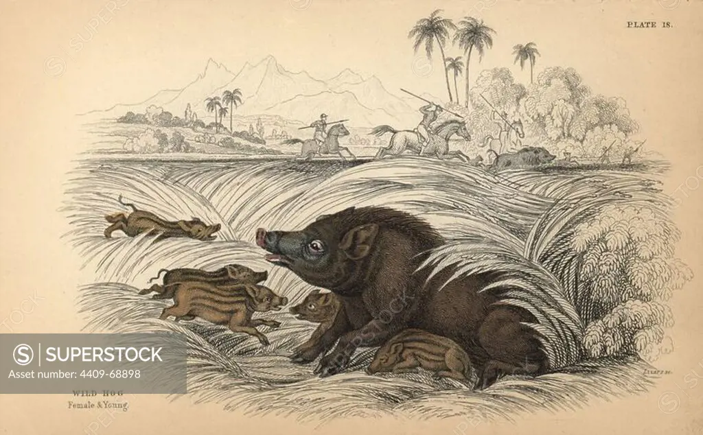 Wild hog, Sus scrofa, female and young, fleeing hunters with spears on horseback. Handcoloured engraving on steel by William Lizars from a drawing by James Stewart from Sir William Jardine's "Naturalist's Library: Mammalia, Pachydermes or Thick-Skinned Quadrupeds" published by W. H. Lizars, Edinburgh, 1836.