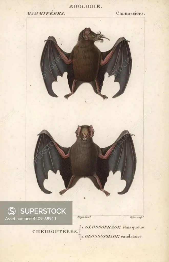 Tailed tailless bat, Anoura caudifer, and lesser tailless bat, Glossophaga caudifer. Handcoloured copperplate stipple engraving from Frederic Cuvier's "Dictionary of Natural Science: Mammals," Paris, France, 1816. Illustration by J. G. Pretre, engraved by Victor, directed by Pierre Jean-Francois Turpin, and published by F.G. Levrault. Jean Gabriel Pretre (1780~1845) was painter of natural history at Empress Josephine's zoo and later became artist to the Museum of Natural History. Turpin (1775-1840) is considered one of the greatest French botanical illustrators of the 19th century.