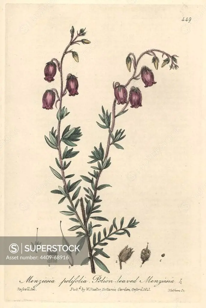 St. Daboec's heath, Menziesia polifolia. Handcoloured copperplate engraved by Charles Mathews from a drawing by Isaac Russell from William Baxter's "British Phaenogamous Botany," Oxford, 1841. Scotsman William Baxter (1788-1871) was the curator of the Oxford Botanic Garden from 1813 to 1854.