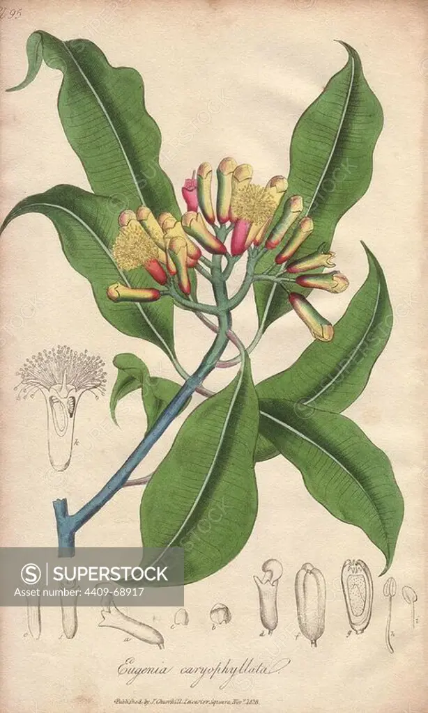 Clove, Syzygium aromaticum. Handcoloured botanical illustration drawn and engraved on steel by William Clark from John Stephenson and James Morss Churchill's "Medical Botany: or Illustrations and descriptions of the medicinal plants of the London, Edinburgh, and Dublin pharmacopias," John Churchill, London, 1831. William Clark was former draughtsman to the London Horticultural Society and illustrated many botanical books in the 1820s and 1830s.