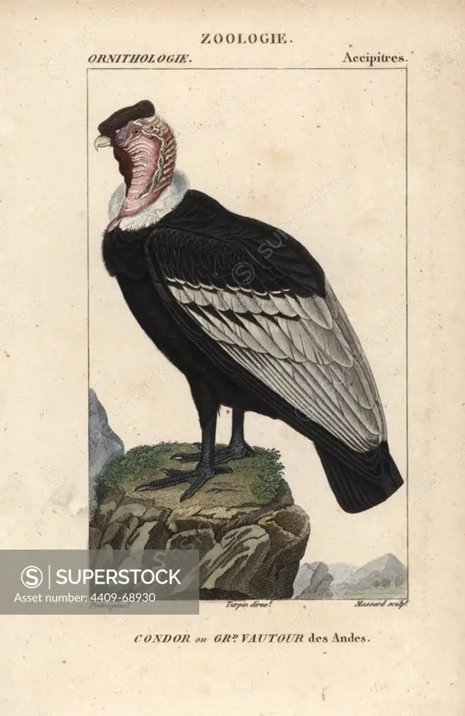 Andean condor, Vultur gryphus, near threatened. Handcoloured copperplate stipple engraving from Dumont de Sainte-Croix's "Dictionary of Natural Science: Ornithology," Paris, France, 1816-1830. Illustration by J. G. Pretre, engraved by Massard, directed by Pierre Jean-Francois Turpin, and published by F.G. Levrault. Jean Gabriel Pretre (1780~1845) was painter of natural history at Empress Josephine's zoo and later became artist to the Museum of Natural History. Turpin (1775-1840) is considered one of the greatest French botanical illustrators of the 19th century.